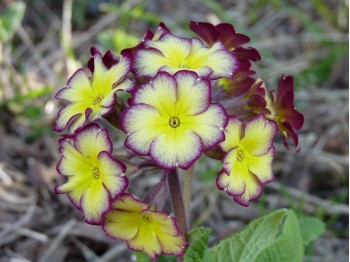 Primula SMOKEY DUSK