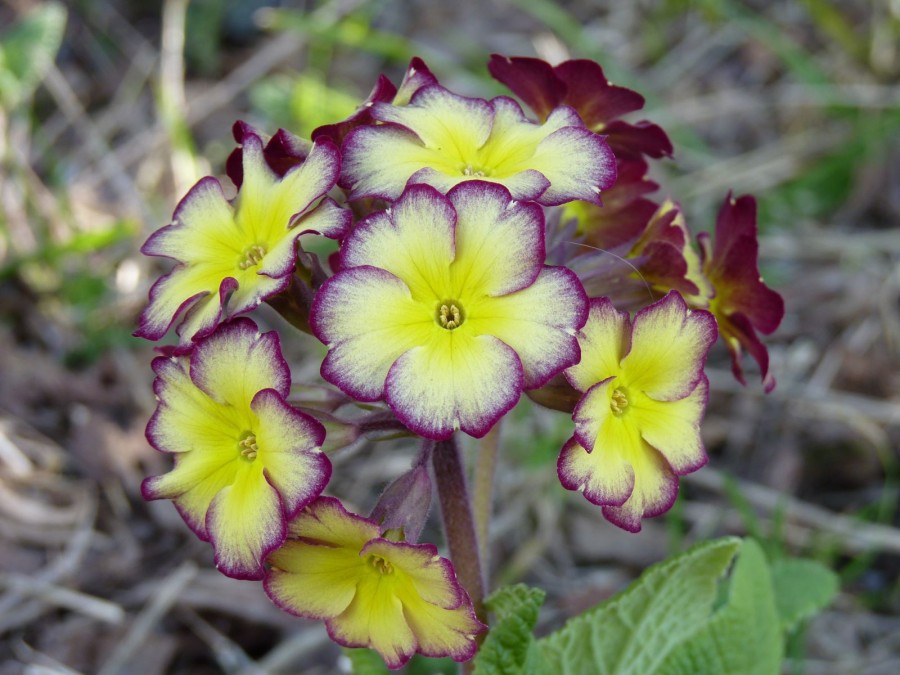 Primula SMOKEY DUSK