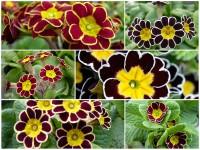 GOLD AND SILVER-LACED PRIMULA - Seed mix