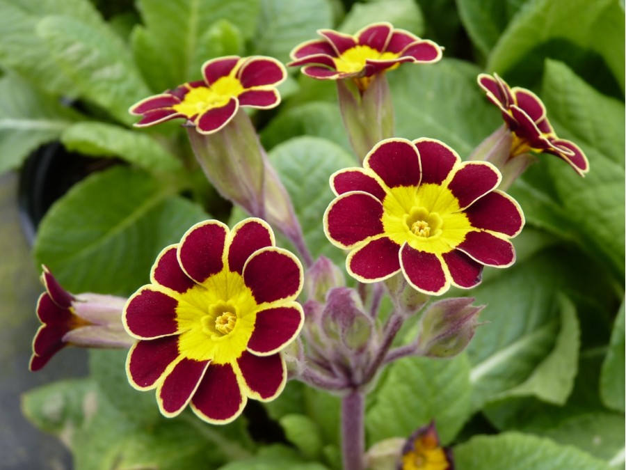 GOLD LACED POLYANTHUS 'Beeches Strain'