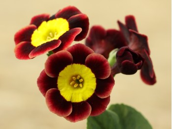 Primula auricula 'Andrea Julie'