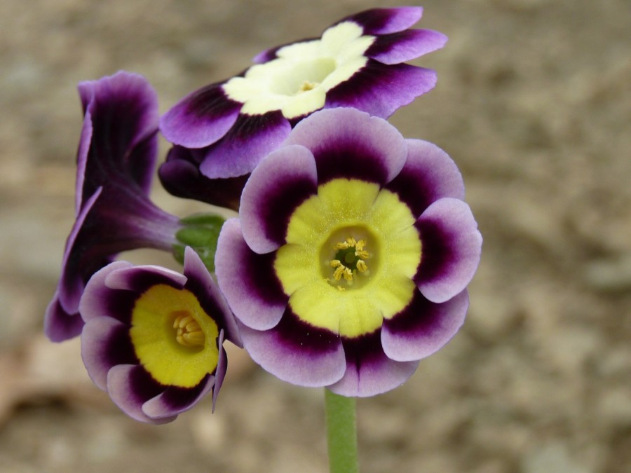 Primula auricula Anwar Sadat