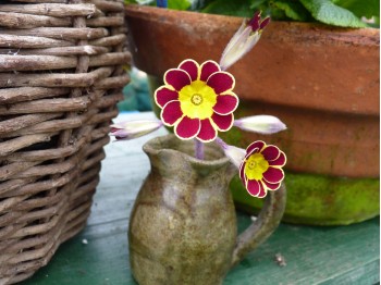 Primula à galon d'or 'Beeches Strain'