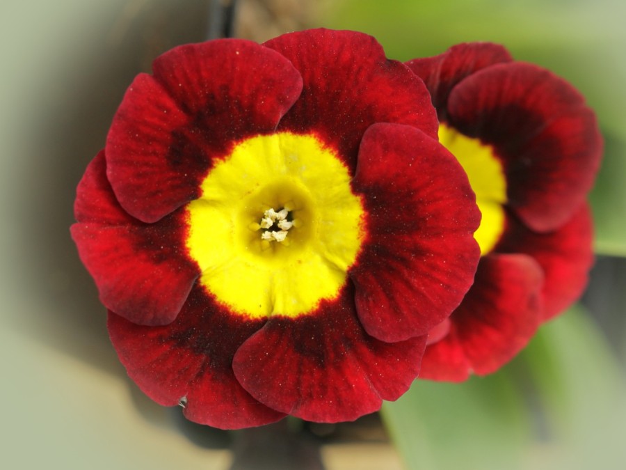 Primula auricula Applecross