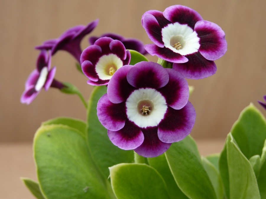 Primula auricula 'Langley Park'