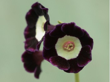 Primula auricula 'Lilian Hill'