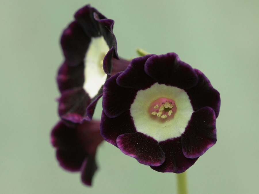 Primula auricula 'Lilian Hill'