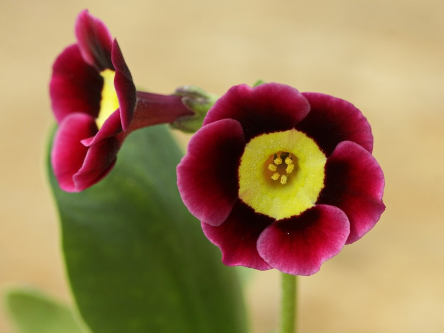 Primula auricula 'Ling'