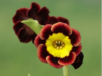 Primula auricula Margot Fonteyn