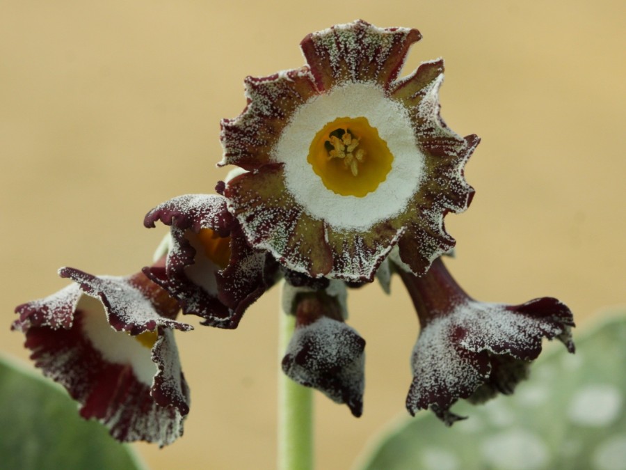 Primula auricula 'Mersey Tiger'