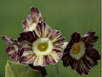 Primula auricula 'Orwell Tiger'