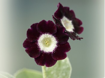 Primula auricula 'Eden Simon'