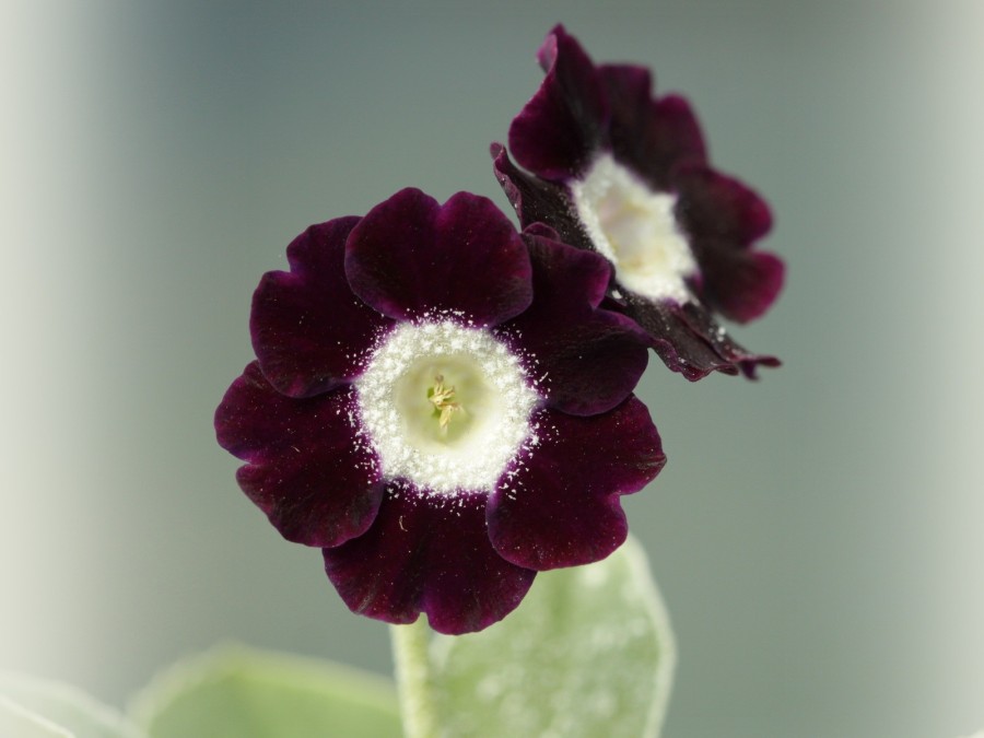 Primula auricula 'Eden Simon'