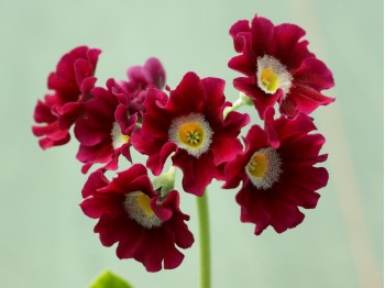 Primula auricula Eden Surprise