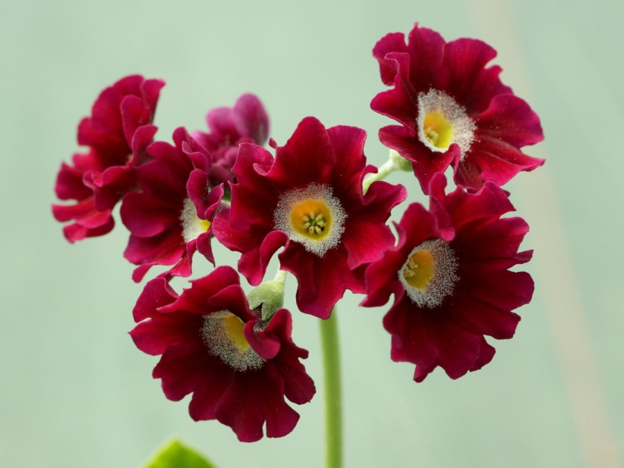 Primula auricula 'Eden Surprise'