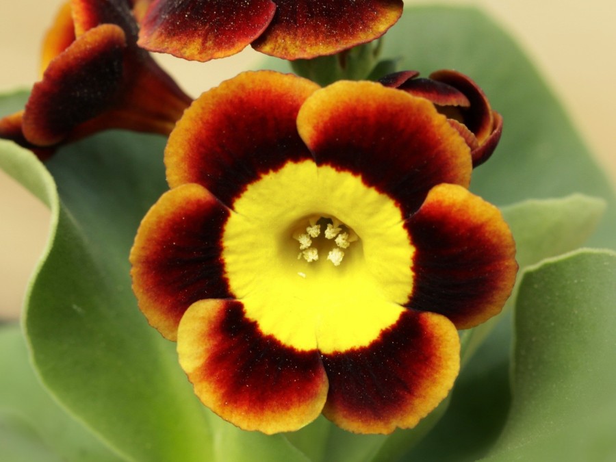 Primula auricula 'Stormin Norman'