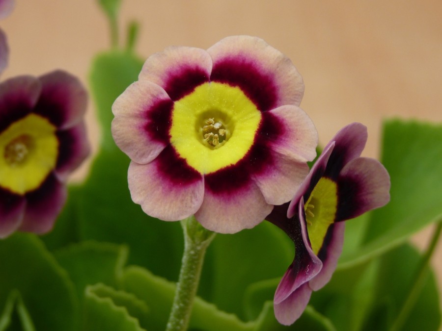 Primula auricula 'T. A. Hadfield'