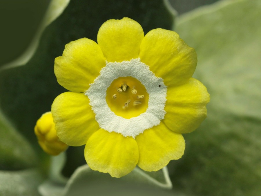 Primula auricula 'Piccadilly'