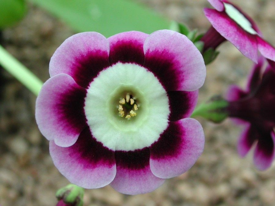 Primula auricula 'LEE Clarke'