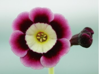 Primula auricula Legolas