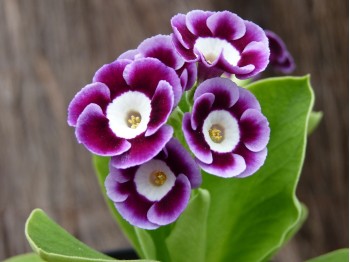 Primula auricula 'Lila'