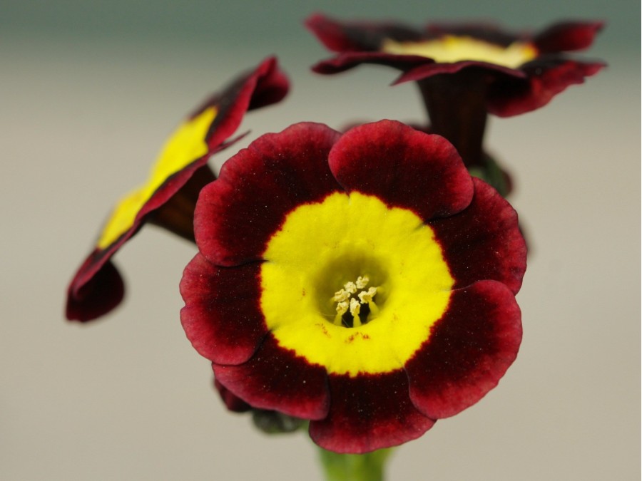 Primula auricula 'Mink'