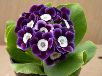 Primula auricula 'Margaret Faulkner'