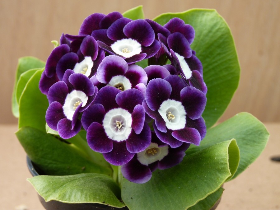 Primula auricula Millicent