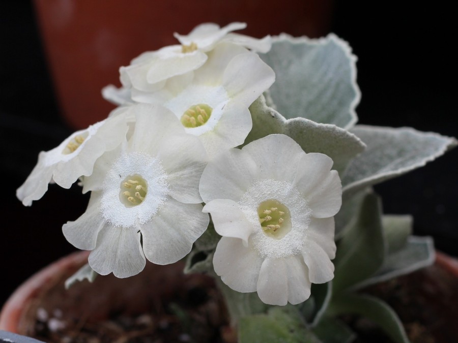 Primula auricula Glacier