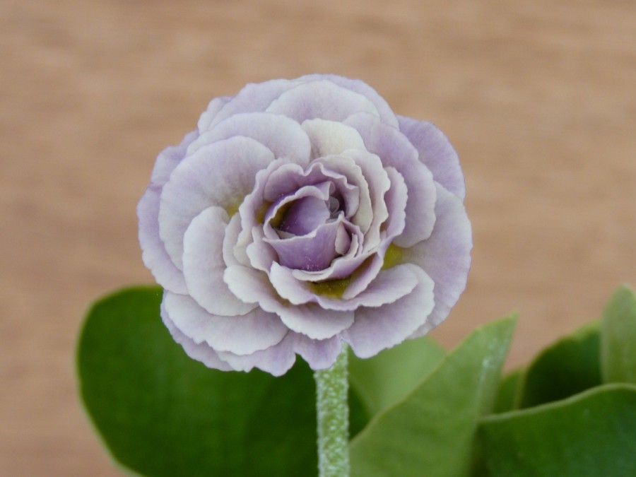 Primula auricula Firsby