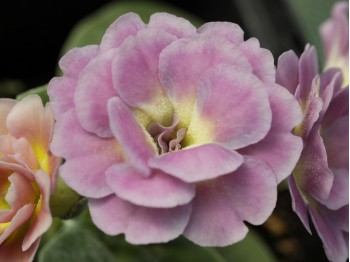 Primula auricula ''Pink Fondant'