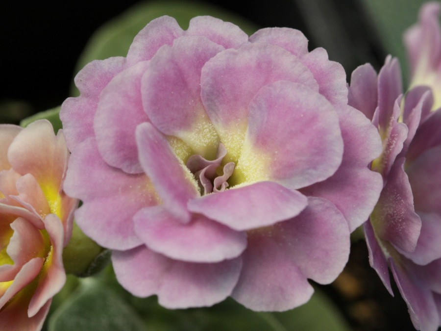 Primula auricula ''Pink Fondant'