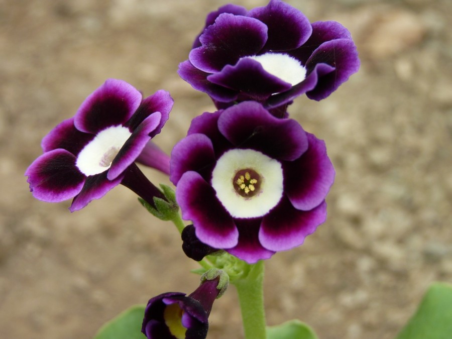 Primula auricula Boromir