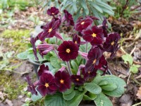 Primula FIREFLIES