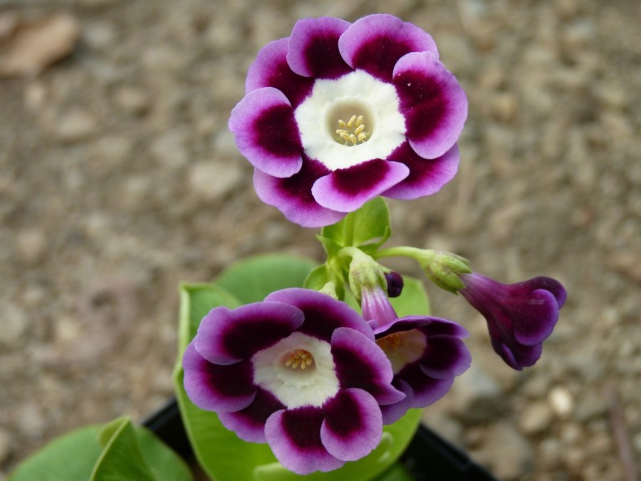 Primula auricula Habanera