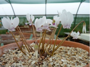 Cyclamen hederifolium 'White flower'