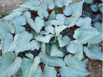 Cyclamen hederifolium 'Silver leaf'