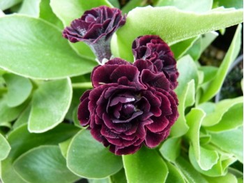 Primula auricula 'Bessie'