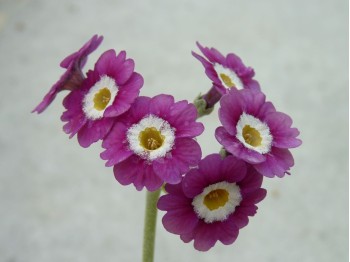 Primula auricula 'Pinky Dawn'