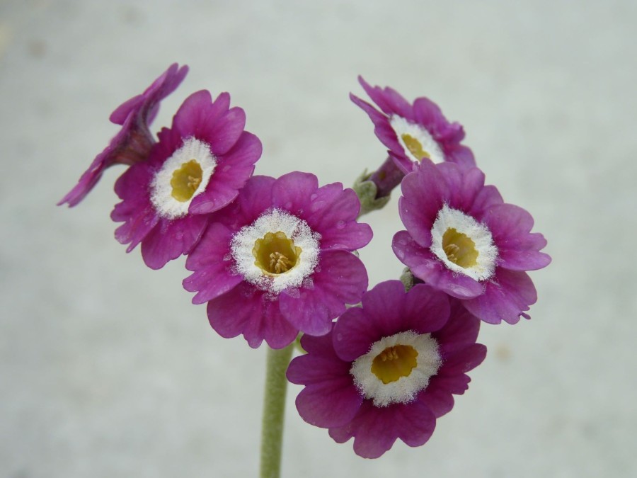 Primula auricula 'Pinky Dawn'