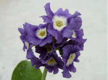 Primula auricula  Goeblii