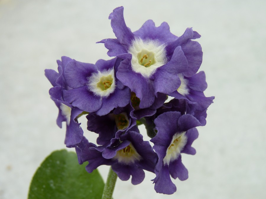 Primula auricula  Goeblii