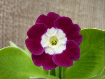 Primula auricula Wally Eden