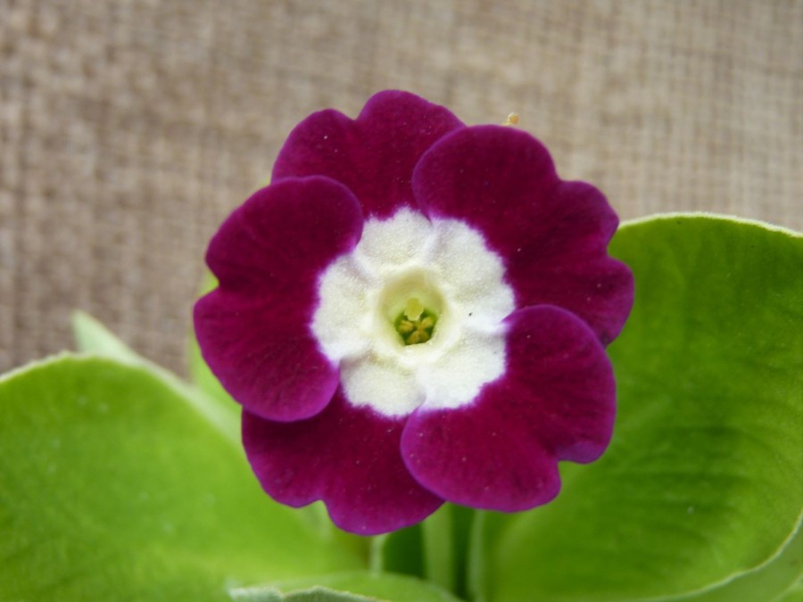 Primula auricula Wally Eden