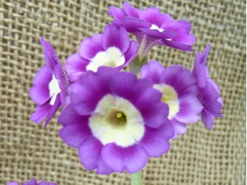 Primula auricula 'Finley'