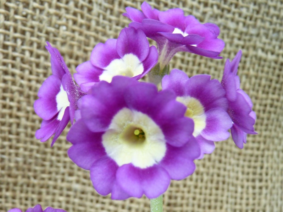 Primula auricula 'Finley'