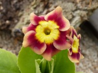 Primula auricula Old Suffolk Bronze