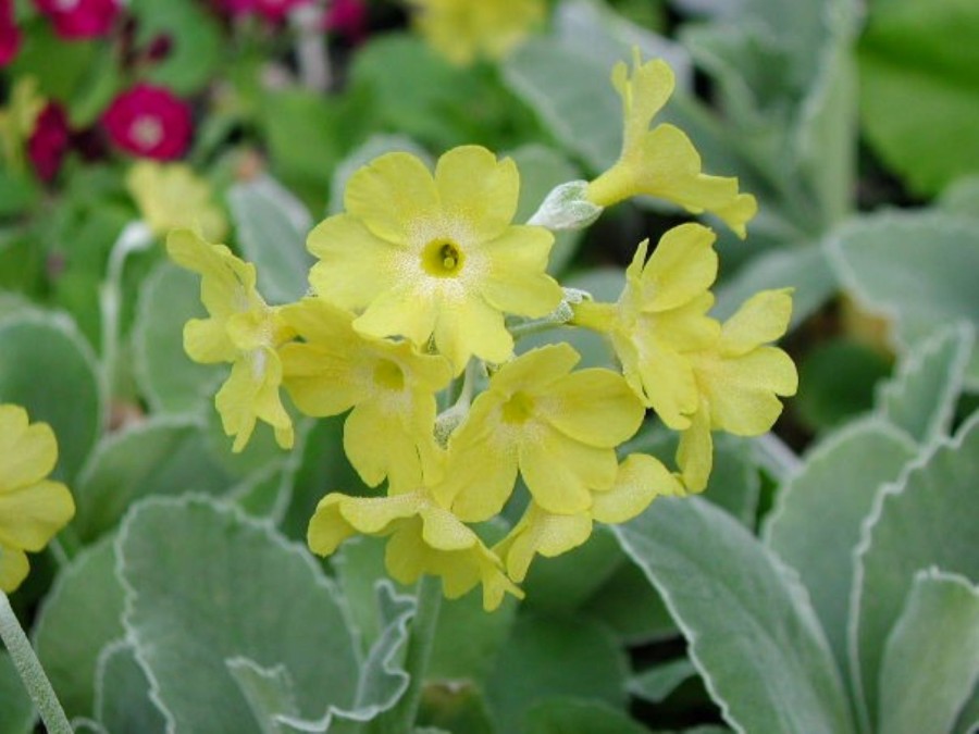 Primula auricula  Old Yellow Dusty Miller