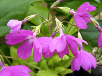 Primula sieboldii Yûhi-beni