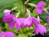 Primula sieboldii Yûhi-beni